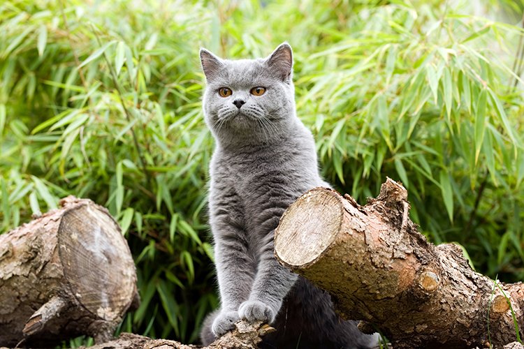 Eine sehr schmusebedürftige #Katzenrasse - #britishkurzhaar: bit.ly/2QSrvex #cat #catlovers #dietierwelt