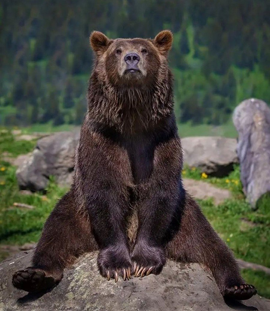 Гризли Grizzly, Гризли, медведь.