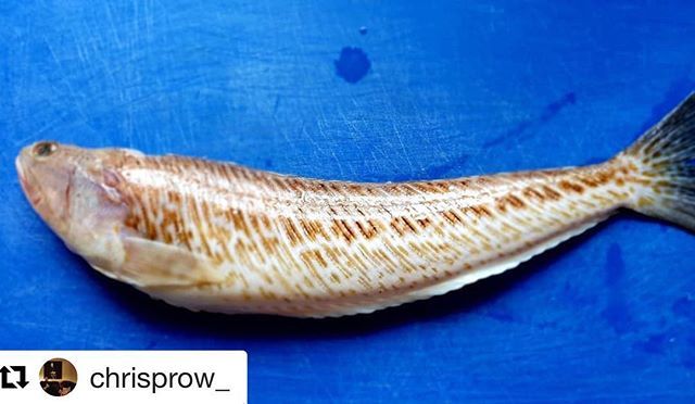 Kingfisher_BXM's tweet photo. #Repost @chrisprow_ ・・・
Weaver Fish..#weaverfish #eatmorefish #eatme @kingfisher_br1xham @forburys1 #chefsaroundtheworld #greatproduce #britishchefs #fishvariety #chefslife🔪 #cheffie #foodphotography #fishlovers #fishoftheday #fishofinstagram #chefso… https://t.co/mxgbdBNpF2 https://t.co/OCnizVRXcE