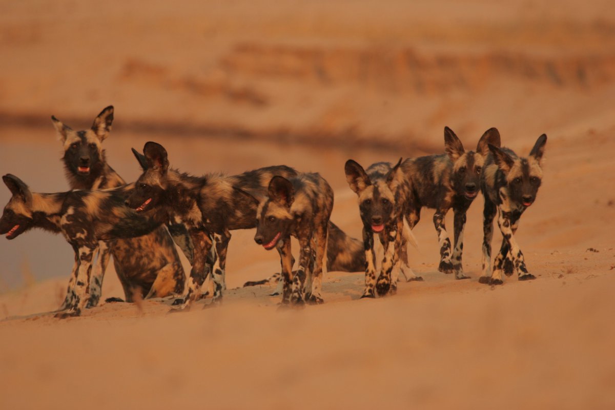PW_Conservancy's tweet photo. In November 2015, a pack of nine Wild Dogs were poisoned at a spring on the in the Zambezi Valley. With just 7,000 wild dogs left in the wild, it is crucial that we make an effort to protect these animals from further attacks.
https://t.co/qq4LrcqIhS
#PaintedWolfConservancy https://t.co/euCLCiwCXa