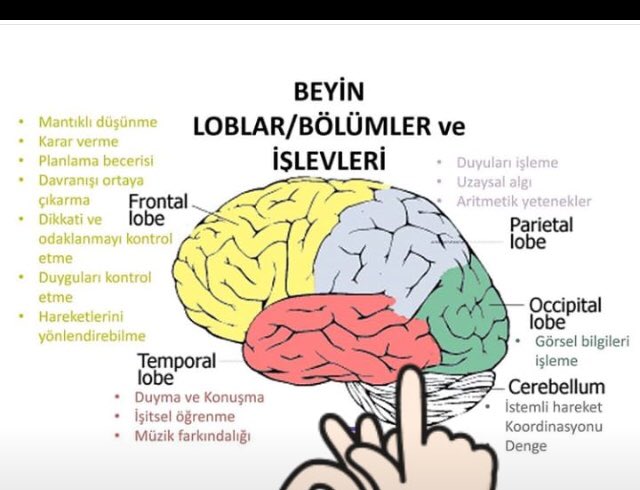 👉Dehb te ön frontal lop hasarı vardır.
Bu bölgeyi destekleyici egzersiz/ beslenme gelişimde col faydalıdır.