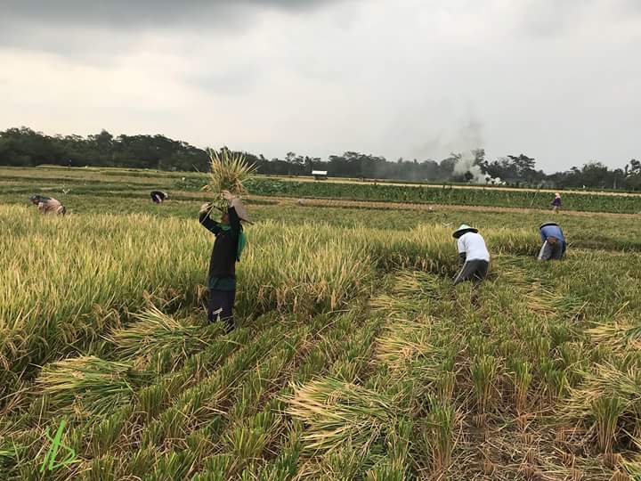 satria_erna's tweet photo. Selamat Hari Tani Nasional ke 58 tahun 2018, jalankan reforma agraria sejati untuk kaum tani Indonesia.

#kaumtaniindonesiasokogurupembebasan. https://t.co/JGhxD0uGDi