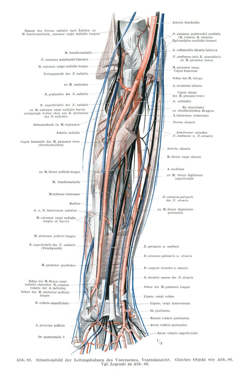 「美術解剖学ではほとんど記載のない血管や神経。組織に栄養を運び、刺激を伝える植物の」|伊豆の美術解剖学者のイラスト