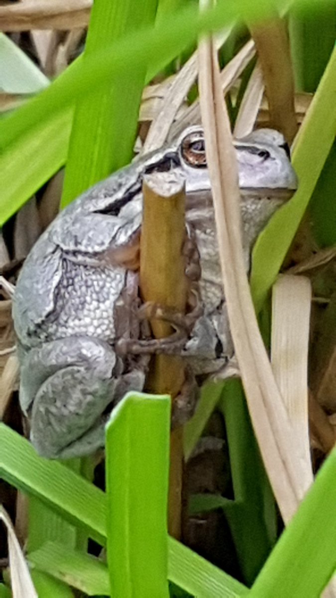 Tree frog - new inhabitant