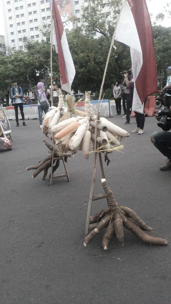 Jagung padi pangan kita #kendenglestari #belapetanibelakehidupan