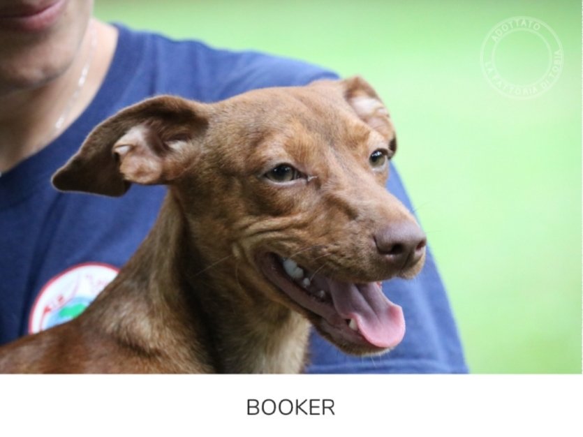 fattoriaditobia's tweet photo. Aggiornamenti, quelli belli ! ☺️
#BOOKER adottato!

🤳resta con noi, in APP!
#googleplay #appstore #canile #appcanile https://t.co/3X99LXxtH9