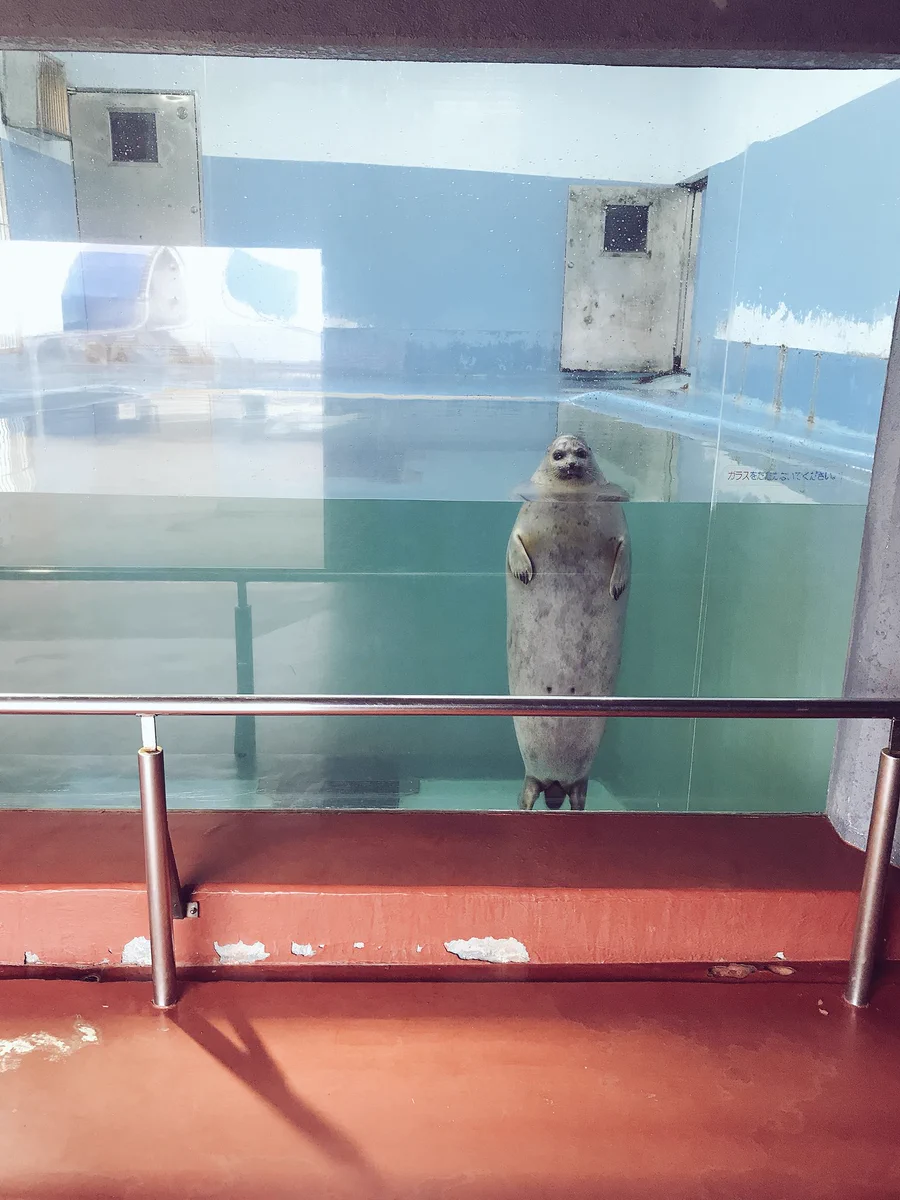 遭遇したらびびる・・・直立不動(?)なアザラシが怖すぎる・・・