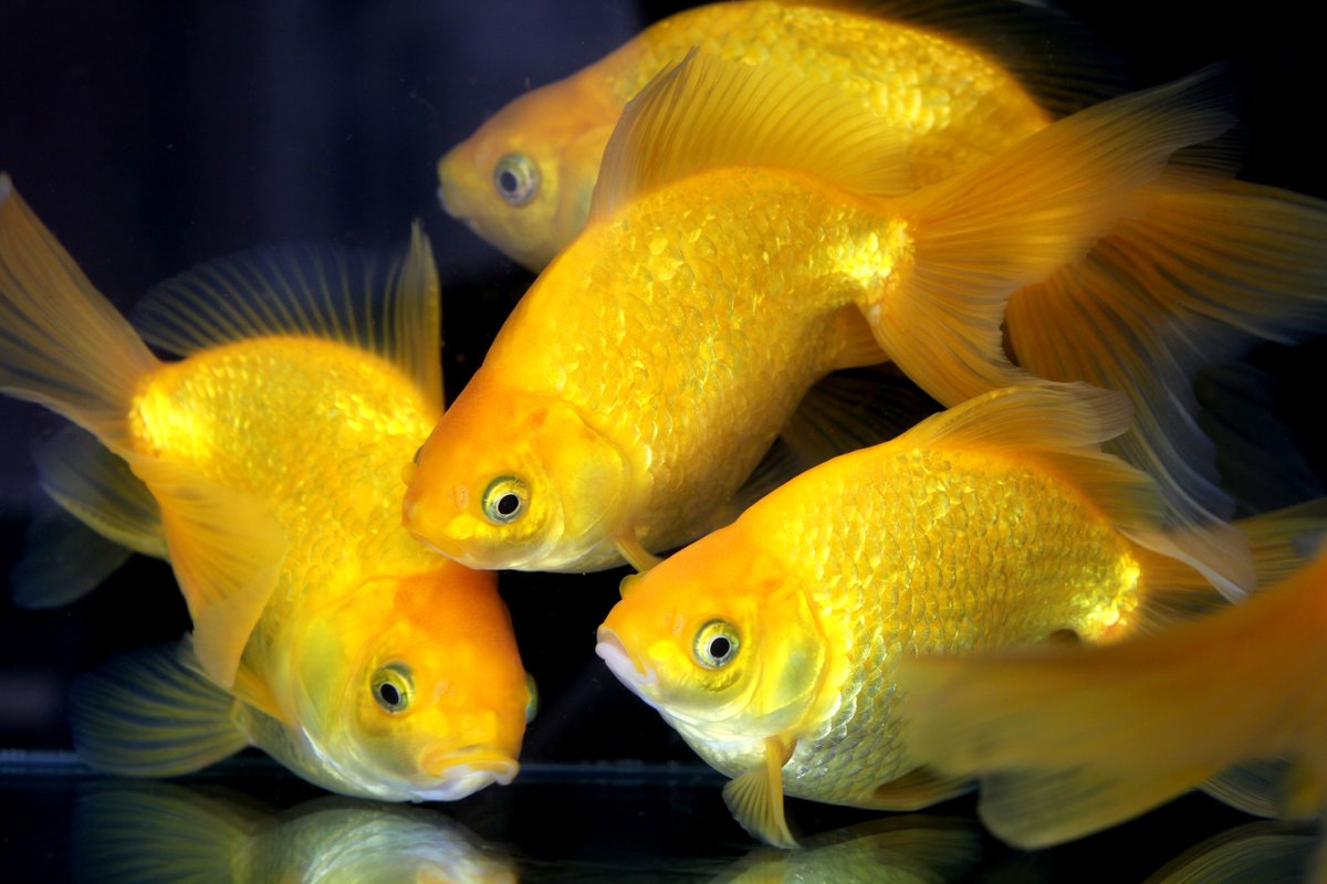 Uzivatel ベランダー Na Twitteru イノフェス販売魚その２ キラキラ2歳 親 昨年のイノフェスでキラキラ当歳販売 しました 結構買って頂けましたが あの時の兄弟魚になります 皆さんのキラキラは育ちましたか 私のキラキラと比べてみて下さい 私の勝手なこだわり