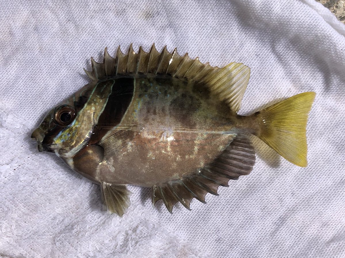 さかな芸人ハットリ Pa Twitter 248イッテンフエダイ シガテラ注意魚の代表的なものの1つです 249ヒメアイゴ 毒針に注意ですが沖縄では 食用魚とのこと 300種類の魚を釣るまで自分で釣って調理した魚以外食べないチャレンジ 釣った魚しか食べない さかな芸人ハットリ Pa Twitter 248イッテンフエダイ シガテラ注意魚の代表的なものの1つです 249ヒメアイゴ 毒針に注意ですが沖縄では 食用魚とのこと 300種類の魚を釣るまで自分で釣って調理した魚以外食べないチャレンジ 釣った魚しか食べない