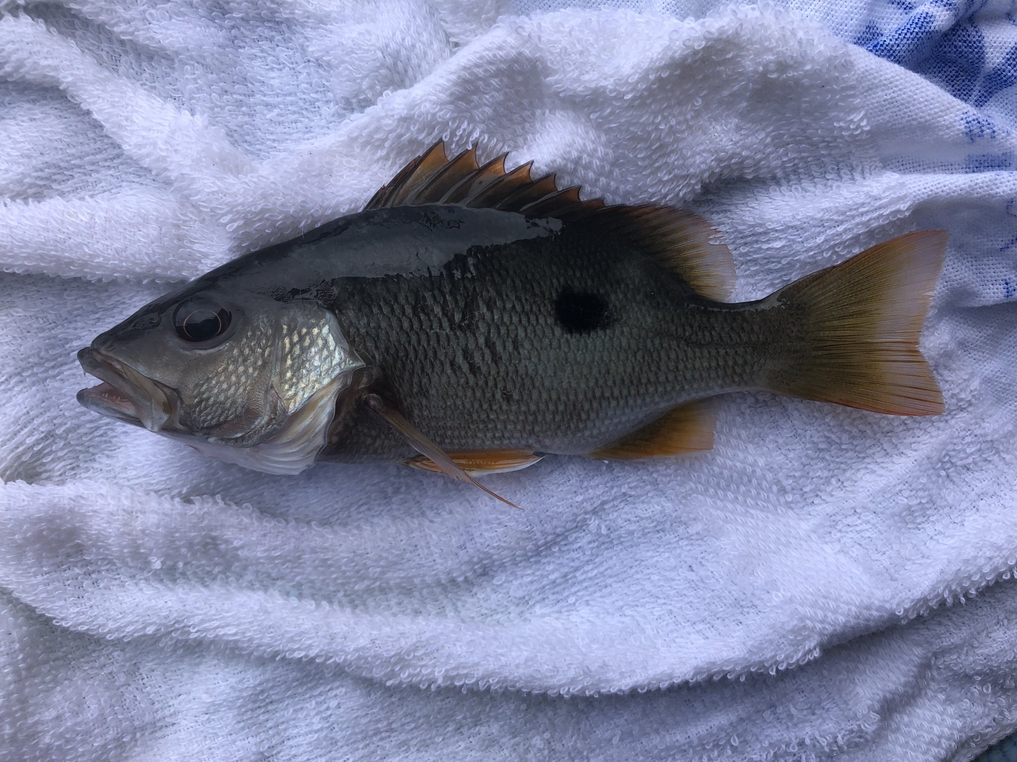 さかな芸人ハットリ 248イッテンフエダイ シガテラ注意魚の代表的なものの１つです 249ヒメアイゴ 毒針に注意ですが沖縄では 食用魚とのこと 300種類の魚を釣るまで自分で釣って調理した魚以外食べないチャレンジ 釣った魚しか食べない T Co