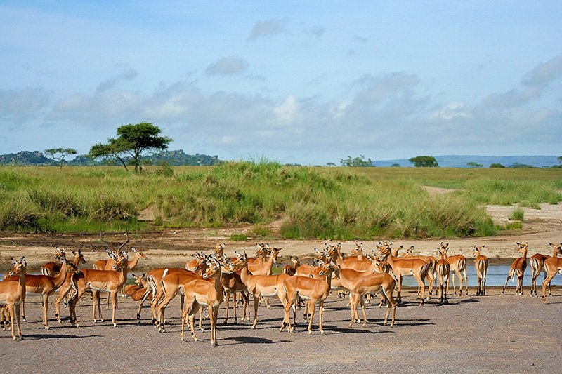 Национальный парк каким названием есть в африке. Серенгети Танзания заповедник. Национальный парк Серенгети Танзания фауна. Килиманджаро национальный парк Серенгети. Национальный парк Аруша.