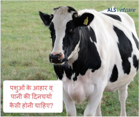 alsvetcare's tweet photo. पशुओं के आहार व् पानी की दिनचर्या कैसी होनी चाहिए?
•चारा बांट कर दिन में  ३-४  बार खिलना चहिये।
•दाना मिश्रण भी २ बार बराबर- बराबर खिलाना चहिये।
•हरा और सूखा चारा (भूस और घास) मिश्रित कर खिलाना चाहिये।
•घास की कमी के दिनों साइलेज उपलब्ध कराना चाहिये।
#dairyfarming #milkfarm https://t.co/t9PVcWxBgn