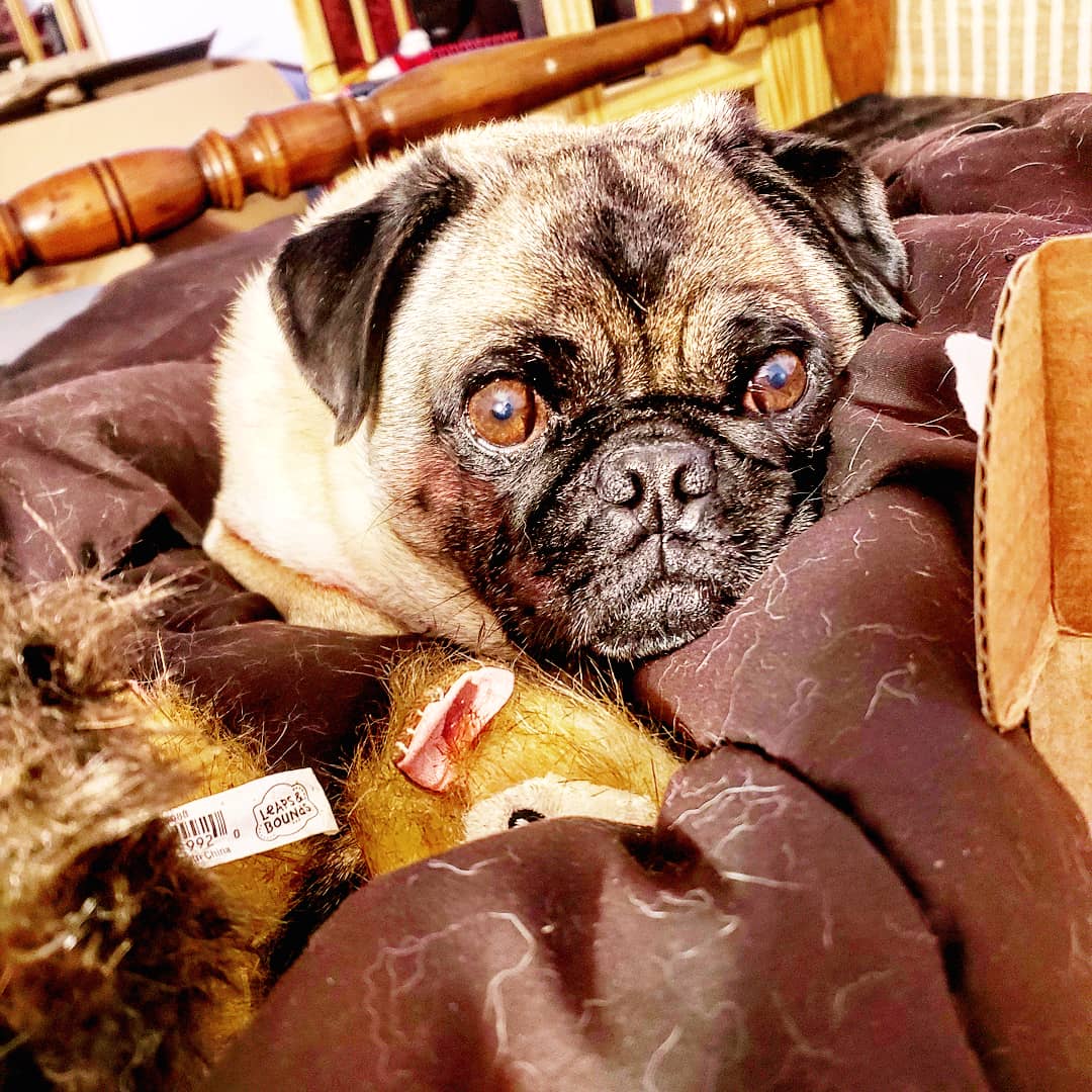 The world needs to see more of my boy. He is too adorable.
#pippin #Pug #pugs  #pugsnotdrugs #pugsproud #pugsproud_feature #pugsnotdrugs #pugoftheday #pugface #puglife #dog #dogs #pug_feature