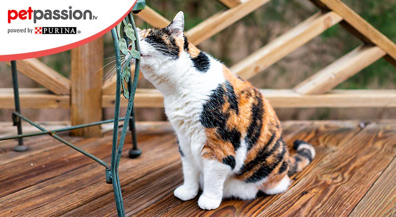 Perché il gatto marca il territorio? – Petpassion.tv forumcani.com/blog/perche-il…
