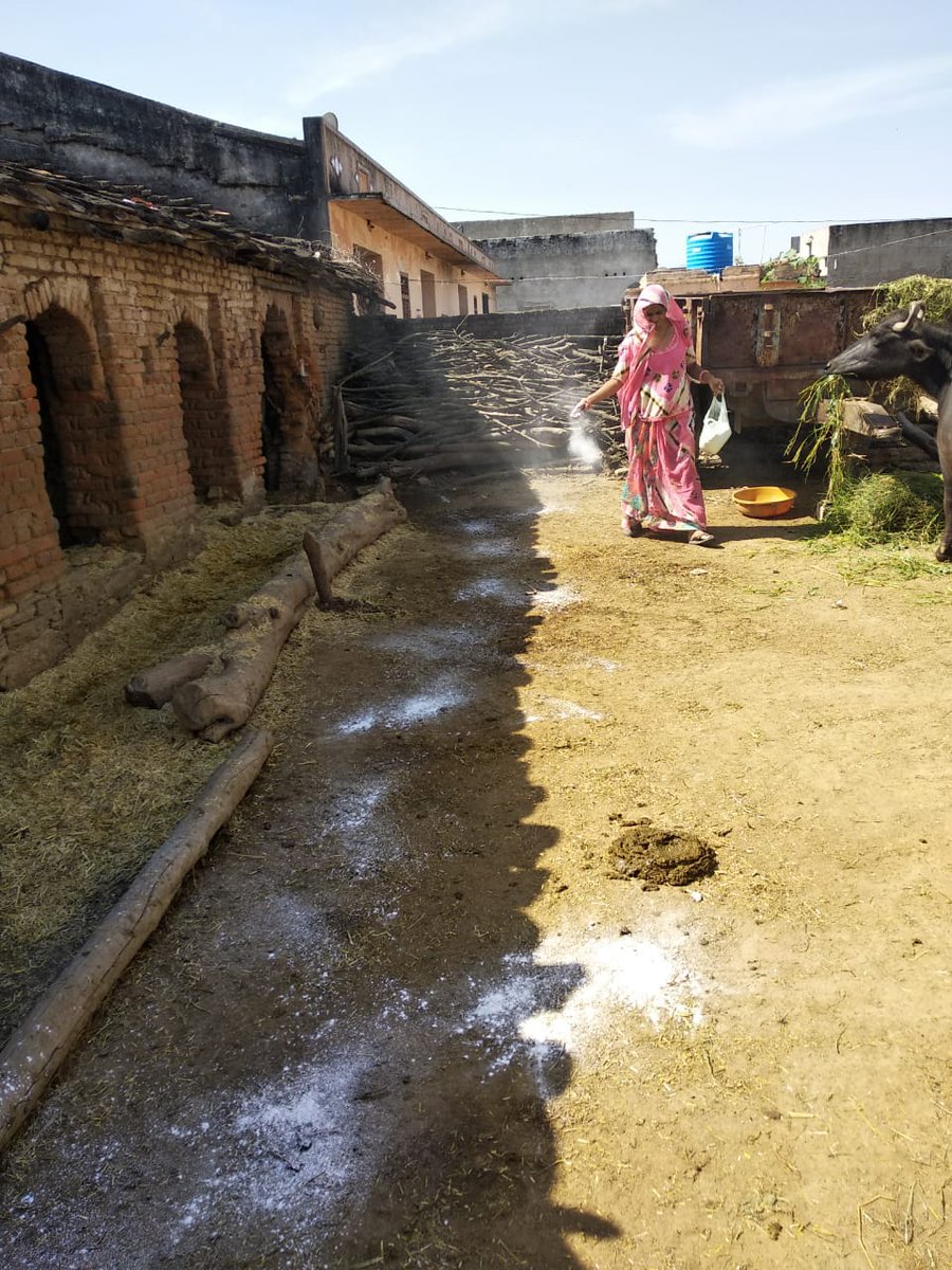 cmfraj's tweet photo. Lime powder spray in cattle sheds. Pashu sakhis are regularly creating awareness among dairy farmers on improved animal management (IAM) practices. #Bali #DairyBasedLivelihood #TransformationInitiative @tatatrusts https://t.co/pE9dGgR2Fn