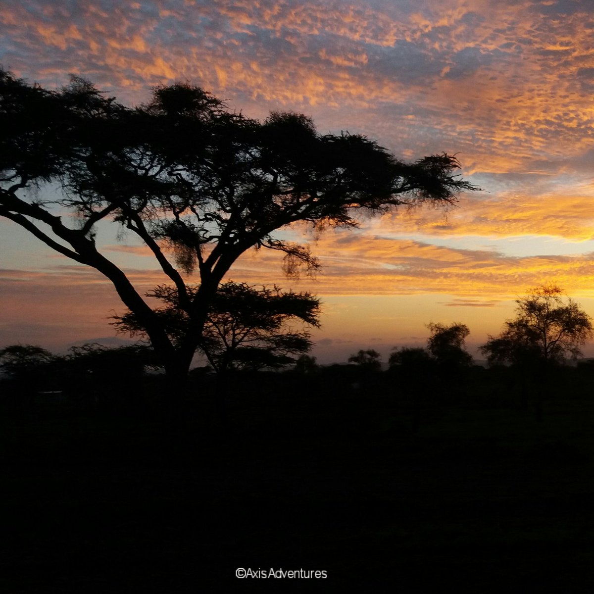 AxisAdventures's tweet photo. "Amboseli sunrise'.......... goodmorning!
.
.
.
#AxisAdventures #Camping #MondayMotivation #Nairobi #Africa #JamboKenya #Uganda #Amboseli https://t.co/6C6W7mTsaJ