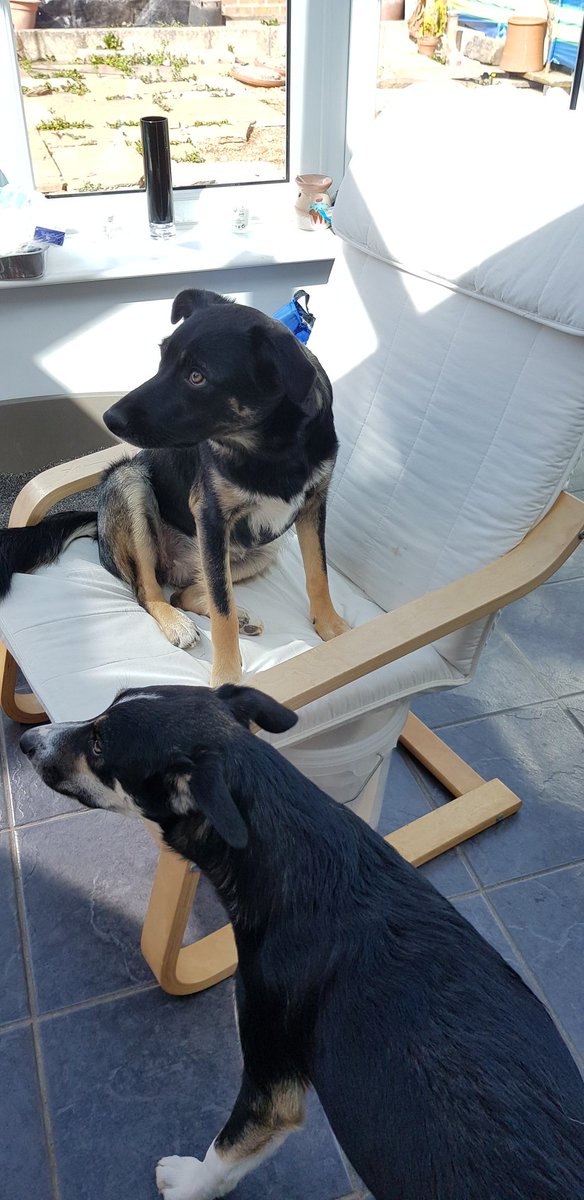 me: i& #39;ll just move this chair out to get to stuffclementine: