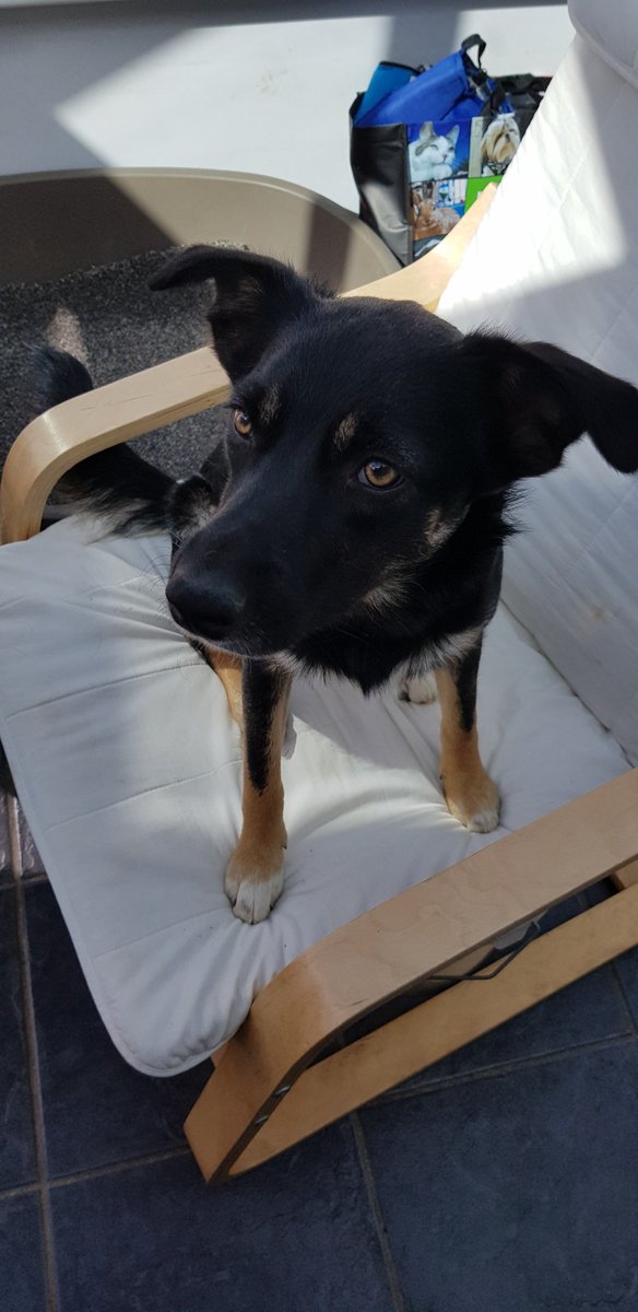 me: i& #39;ll just move this chair out to get to stuffclementine: