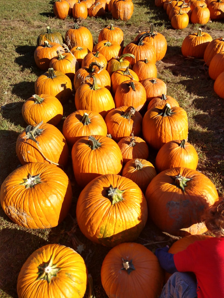 Happy Fall 🍂🍁🍂🍁#Pumpkins #explorerochester #powersfarmmarket #roc