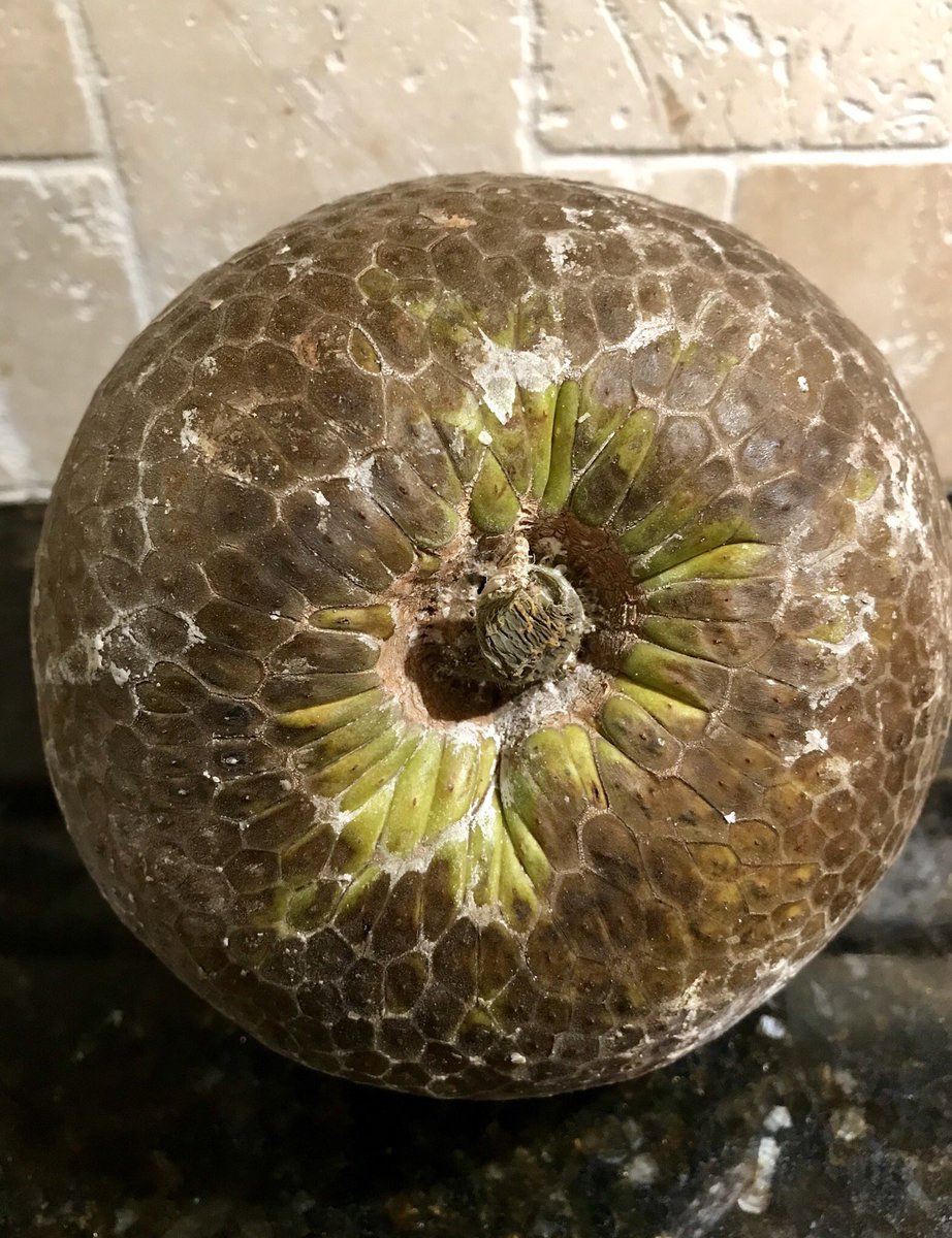 Ame Dyckman✨ tweet media