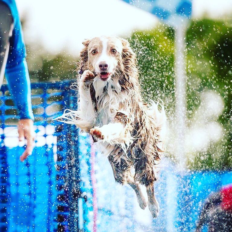 Splashing good time at #pawsinthepark 💦🐾🐕