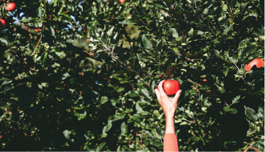 CunicoHealth's tweet photo. Did you know by staying active, and enjoying the season it could help you maintain your wellness! Whether you choose apple picking or a hike to see fall’s showy colors, make sure you take advantage of the beautiful outdoors before winter’s arrival. #AnAppleADay https://t.co/91f1pe6HeL