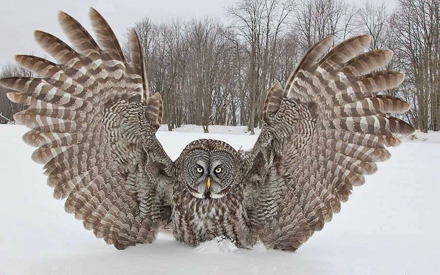 Largest Owl In The World
