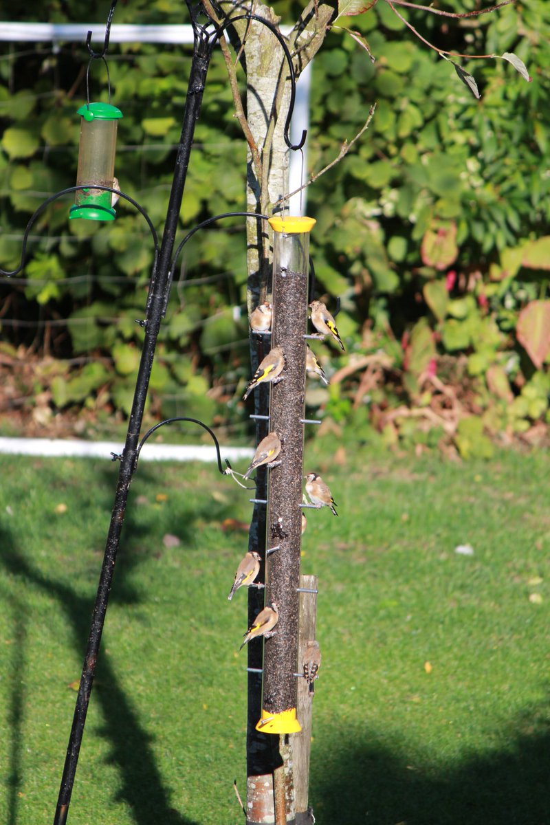 xray_simon's tweet photo. @Natures_Voice A family of Goldfinches happily feeding on niger seed in our garden! #NatureStar #BigGardenBirdWatch https://t.co/seaDUfDndG