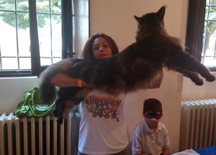 Barivel, il gatto più lungo del mondo, star del Festival dei Gatti. FOTO – Affaritaliani.it forumcani.com/blog/barivel-i…