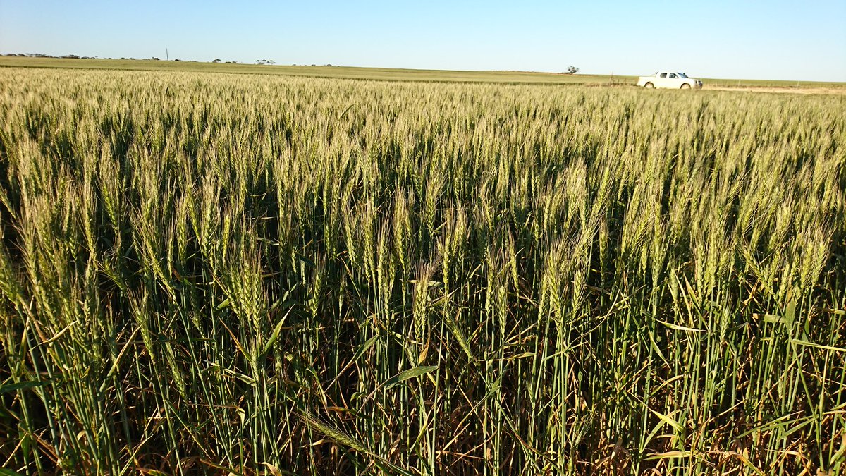 500t plus frosted wheaten hay for sale. Cut down 24th to 26th September. $275 plus gst per tonne for sale. Located Balaklava, SA. Dm for more details.
Pls retweet