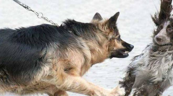 L'aggressività tra cani, comprenderla e saperla gestire – Riviera24 forumcani.com/blog/laggressi…