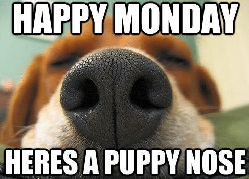 Monday is here again!  The weekend flew by, i'm out of the office next week due to training so if you are looking to grow your team by taking on an apprentice, this week is the time to catch me! #baltictraining #apprenticeships