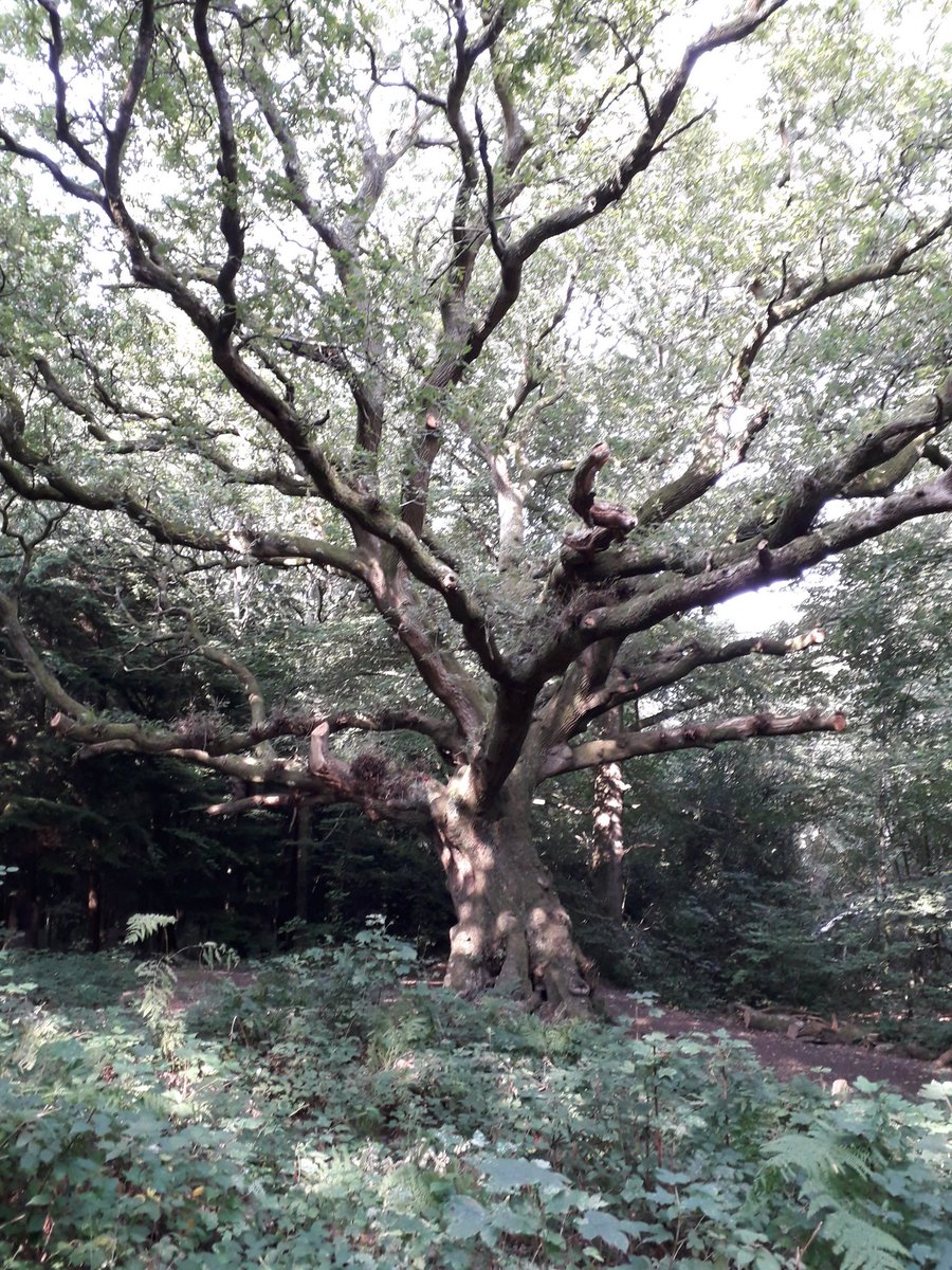 DeniseBryan20's tweet photo. @RobGMacfarlane Probably https://t.co/fYjLEvhnhW