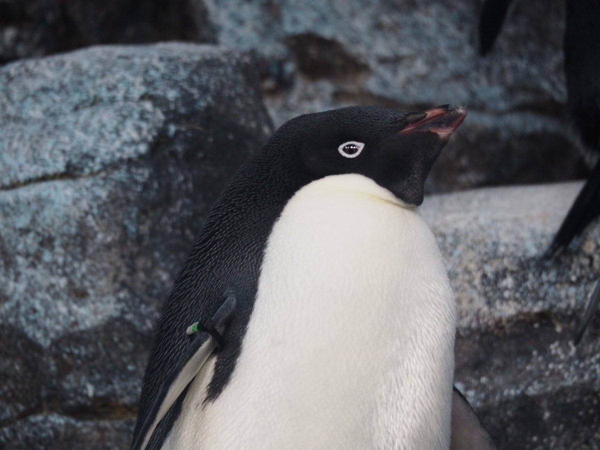 あみ V Twitter お目目がかわいい アデリーペンギン 名古屋港水族館