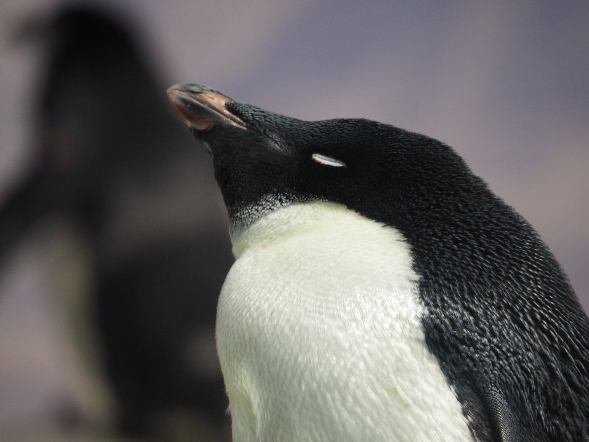 あみ V Twitter お目目がかわいい アデリーペンギン 名古屋港水族館