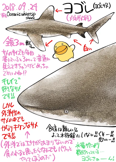サメ図鑑 34ヨゴレ(ヨゴレザメ)メジロザメ目メジロザメ科名前と違って綺麗なサメだと思います!!僕はかなり好きです!#たくみじろうサメの絵 