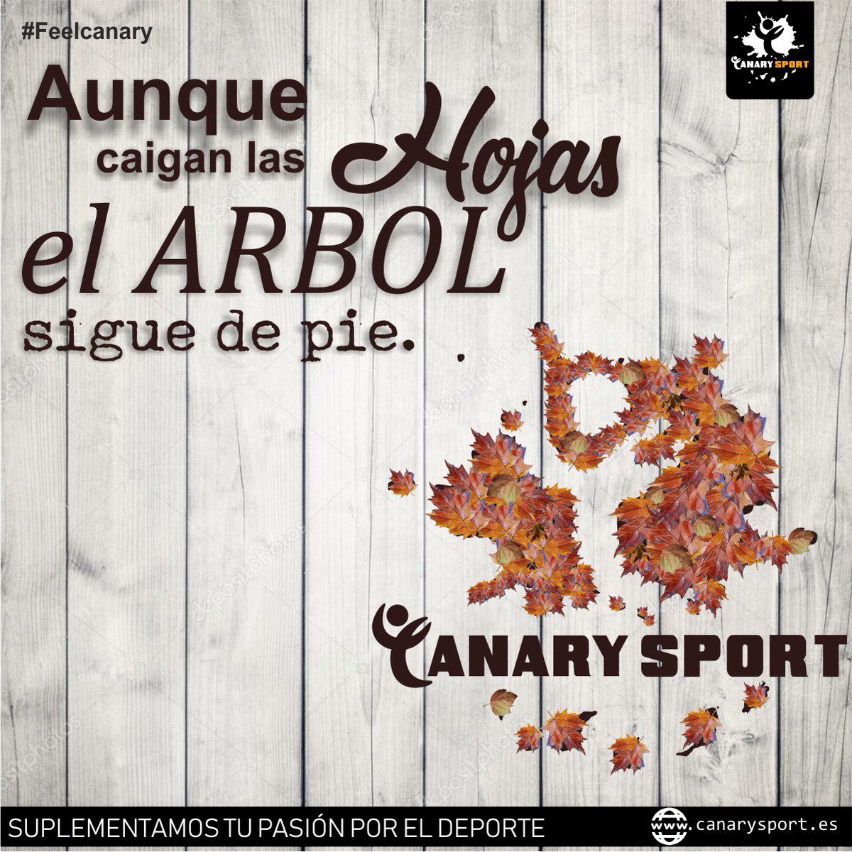 Ha llegado el otoño🍁! Se caen las hojas🍂 pero las raíces perdurarán por siempre😁

#Feelcanary
#canarysport

👉canarysport.es🛒