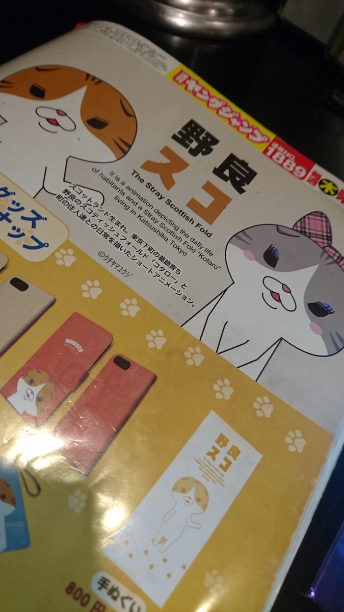 野良スコ
