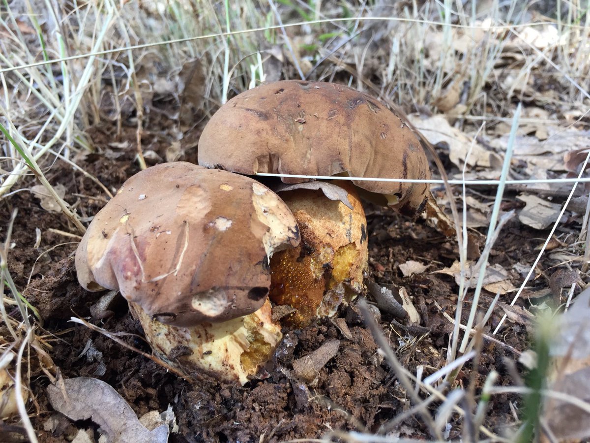 Boletus erythropus recogido en #PueblaDeLaSierra. Ojo, se puede confundir con el Boletus de Satanás ☠️ que tiene el pie rojizo. Ambos, al cortarlos, se vuelven azules. #setas #SierraNorteDeMadrid 🍄