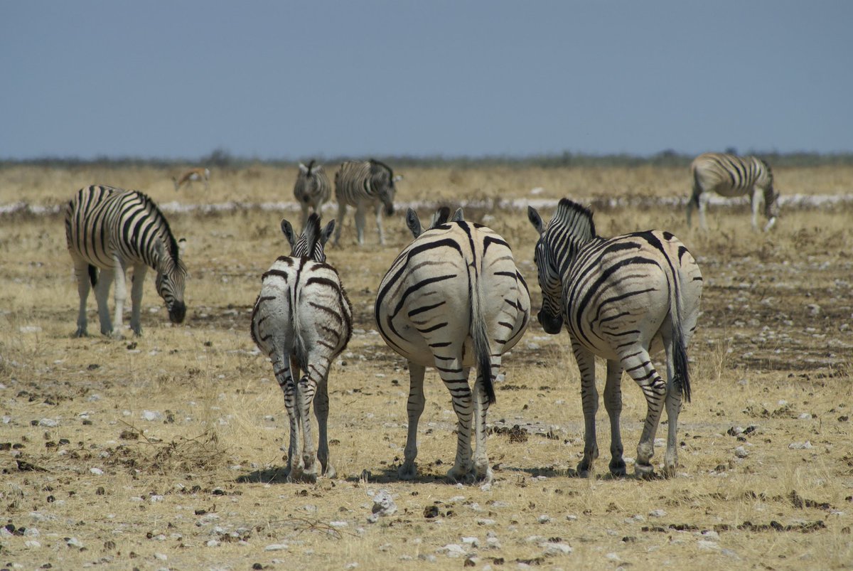 Do you see yourself staring at these stripy beauts? 😗  Our wildlife Safaris provide just that.. pop into our bio to get more details🖒 
#TravelWeek #adventures #TutwaSafaris #africanexperience #africa #Safaris #wild #wildlife #Zebras #holidaytime #TravelWeek #holiday