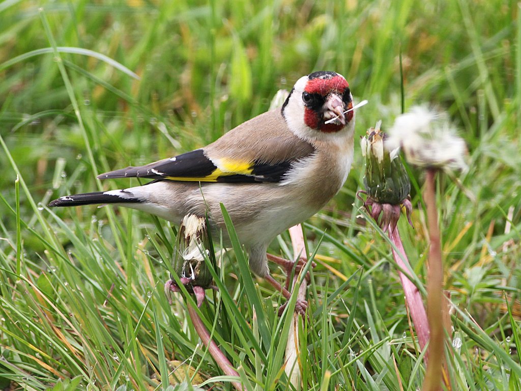 This Autumn! Help wildlife in your garden .... leave seed heads for insects and birds