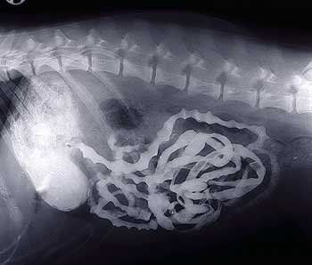 tierklinikde's tweet image. Thema heute: #Enteritis / #Darmentzündung  bei unseren #Haustieren Unter  einer Enteritis versteht man eine Darmentzündung oder einen Darmkatarrh  mit Durchfall.   tierklinik.de/medizin/erkran…