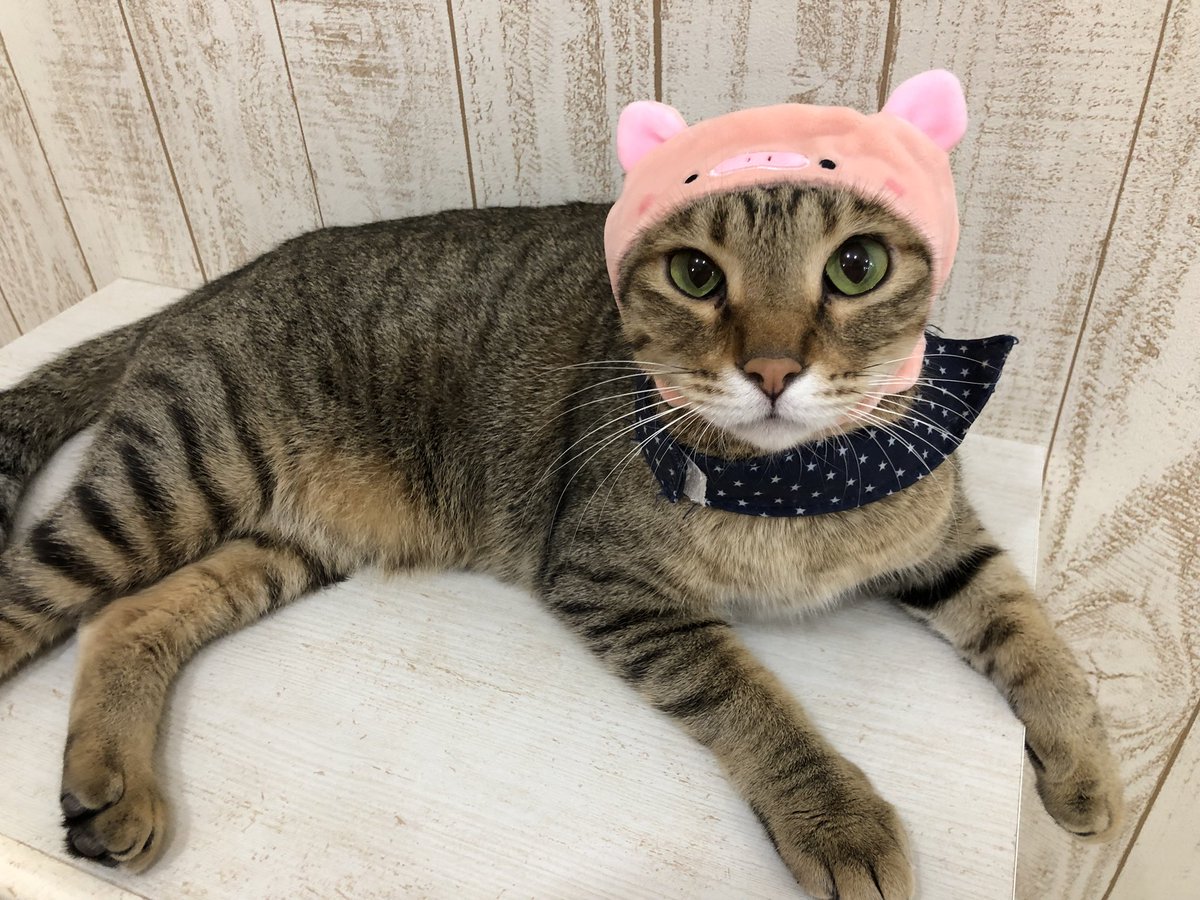 にゃん くる 蒲田 ホテル Englshbih