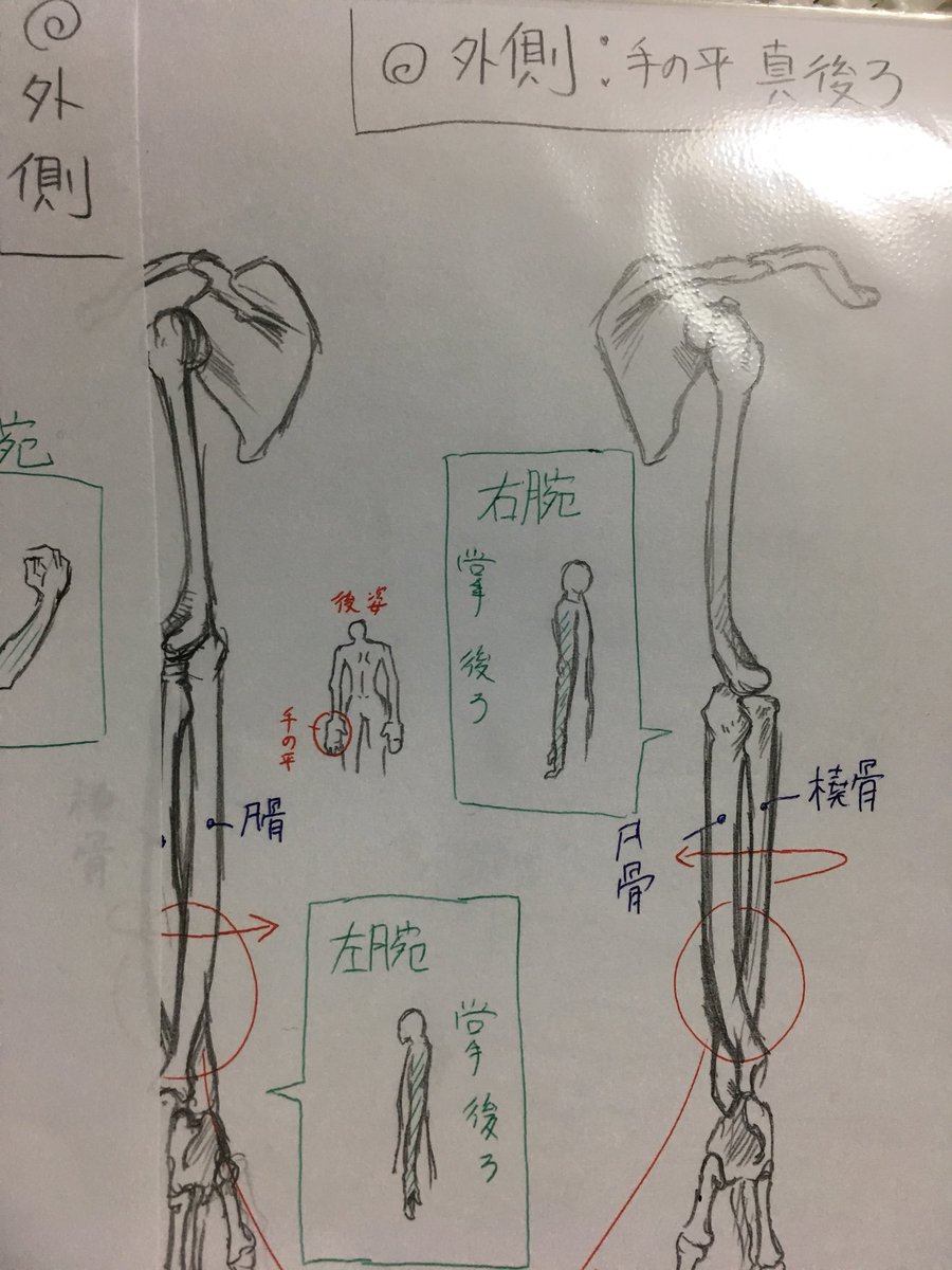 ノートは私もやってましたよー! 人体構造がより深く理解できるので、ノート取った後に模写すると上手くなった気がします!  なのでどっちもですね!笑