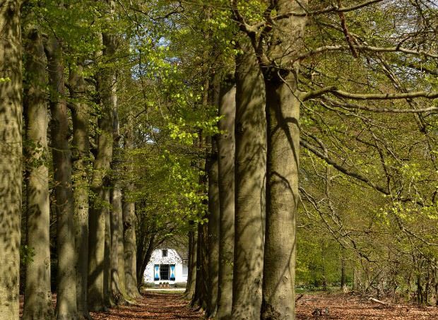 Het @UtrLandschap organiseert een wandeling over Landgoed Beerschoten in de #weekvandeduurzaamheid <a href="/gemeentedebilt/">De Bilt</a>