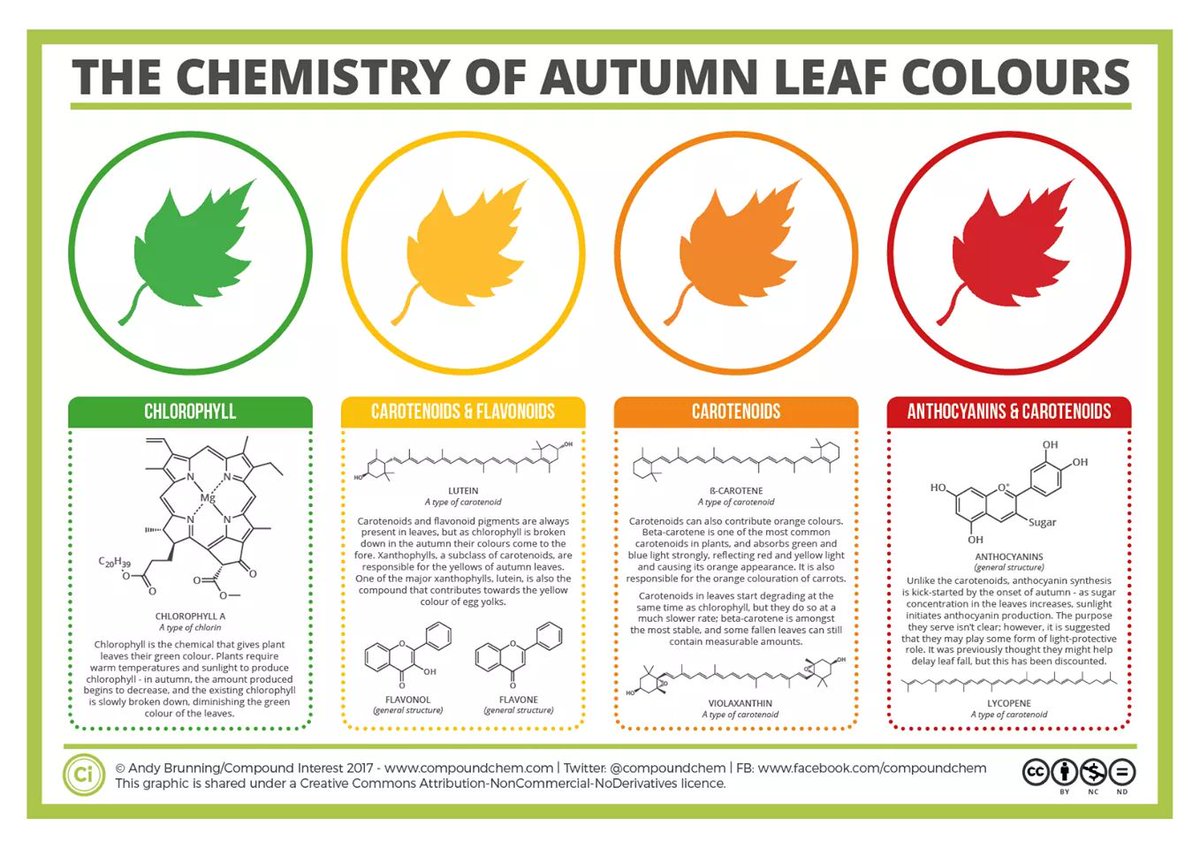cosmicdancer_11's tweet photo. It's all turning gold. #leafcolour #autumn https://t.co/ez1pFIBn3k