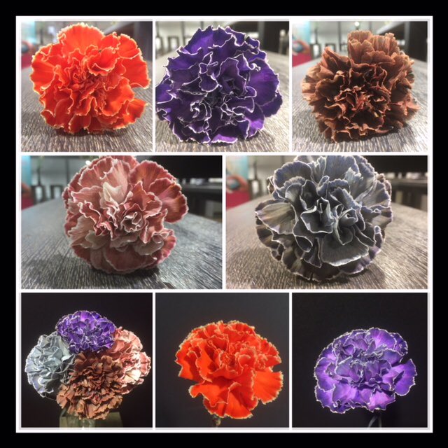 De Molly lijn in dianthus een mooie toevoeging nu Halloween er aankomt.  <a href="/hovenendemooij/">Hoven en de Mooij</a>