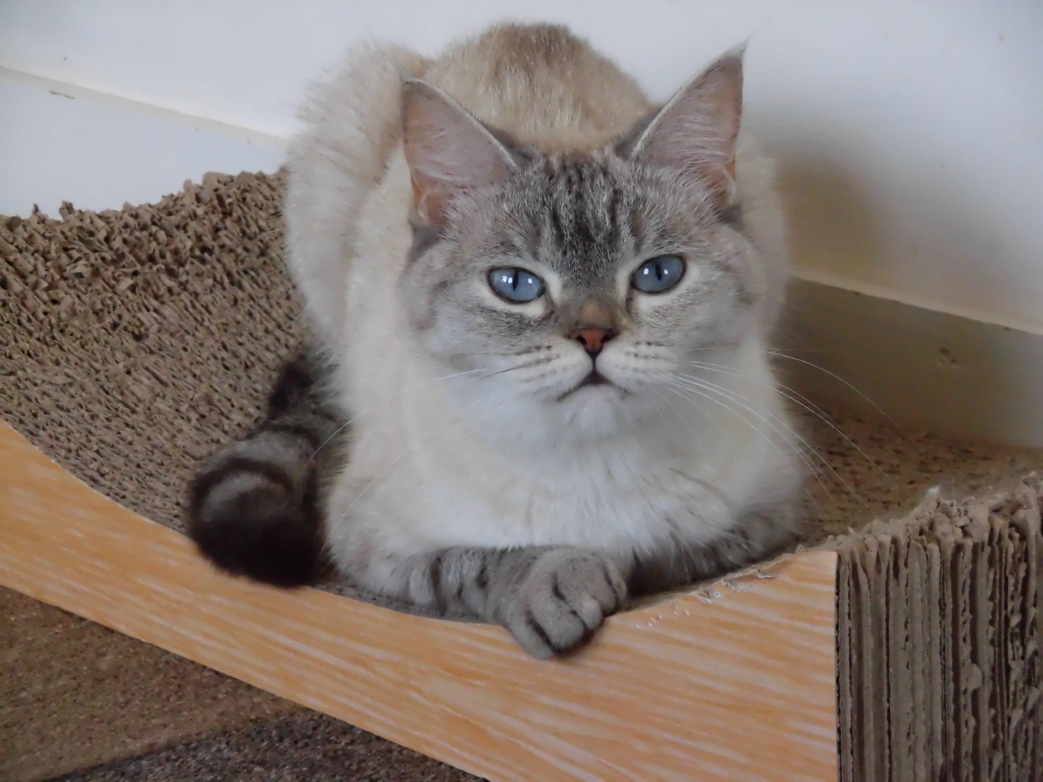 ねこの城 Twitter Search Twitter