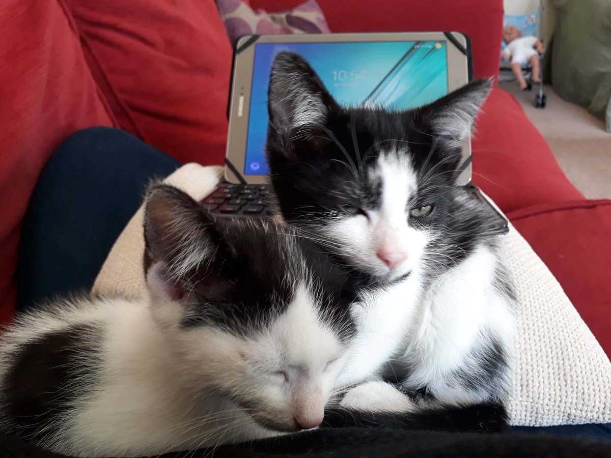 JessJCox's tweet photo. Working from home is so much better with kittens #catademic https://t.co/qxMep7rnhd