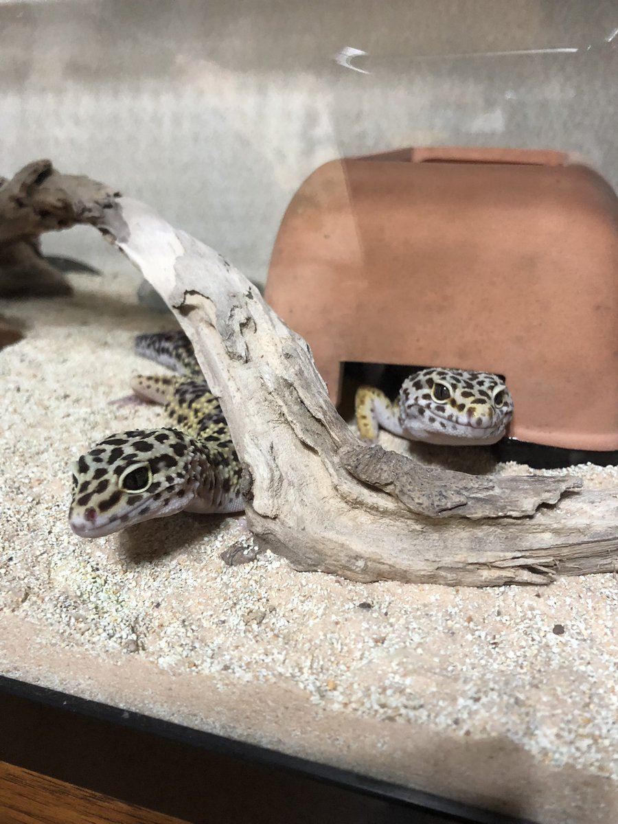 oreo_reopa's tweet photo. 電気付けたら2匹一緒にいた笑 https://t.co/1S5XGgnnFk